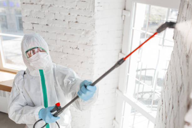 Best DIY Mold Remediation in Tiffin, IA